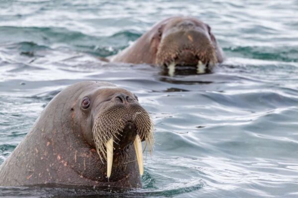 MS EXPEDITION | In the far north of Spitsbergen, between glaciers, fjords, and polar bears