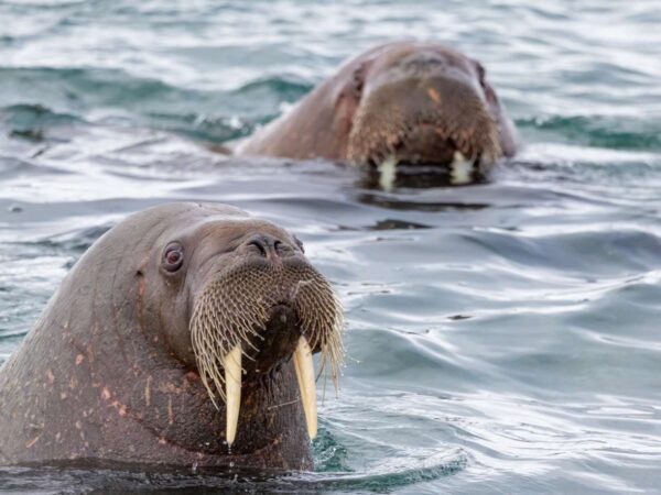 MS EXPEDITION | In the far north of Spitsbergen, between glaciers, fjords, and polar bears