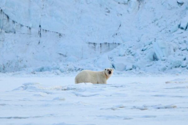MS EXPEDITION | Beyond the Arctic Circle: Expedition from Tromsø to Spitsbergen