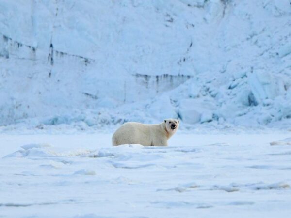 MS EXPEDITION | Beyond the Arctic Circle: Expedition from Tromsø to Spitsbergen