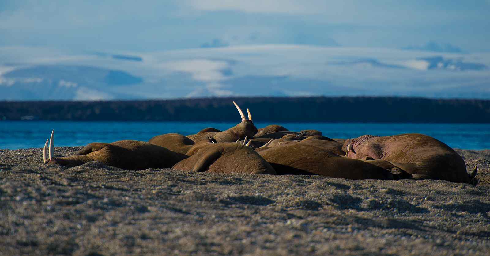 Around Spitsbergen, Kvitoya, August