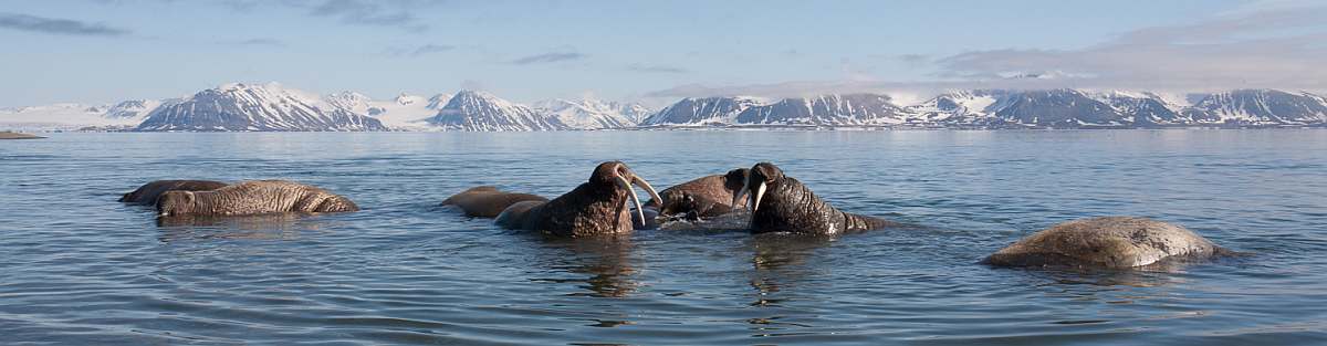Poolepynten, Prins Karls Forland, Walrus, Svalbard, Spitsbergen, June