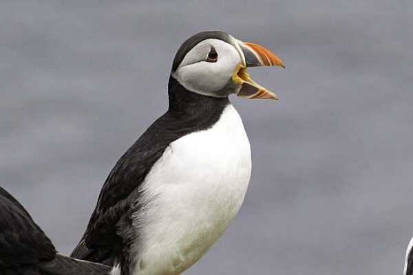 MS HONDIUS | Iceland, Jan Mayen and Spitsbergen