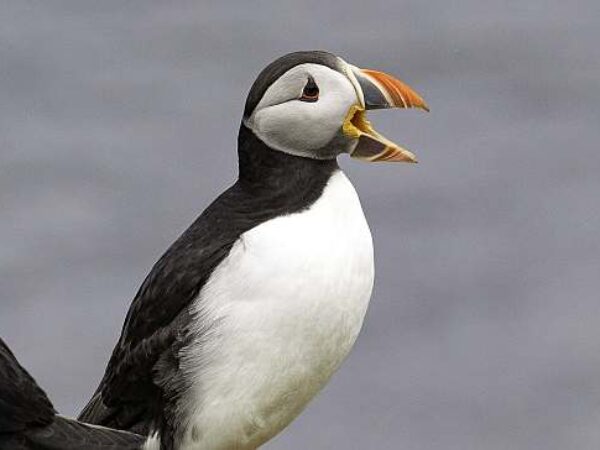 MS HONDIUS | Iceland, Jan Mayen and Spitsbergen