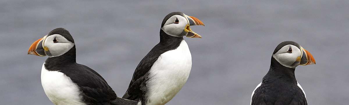Puffins on Fair Isle; May - Jun, North Atlantic islands