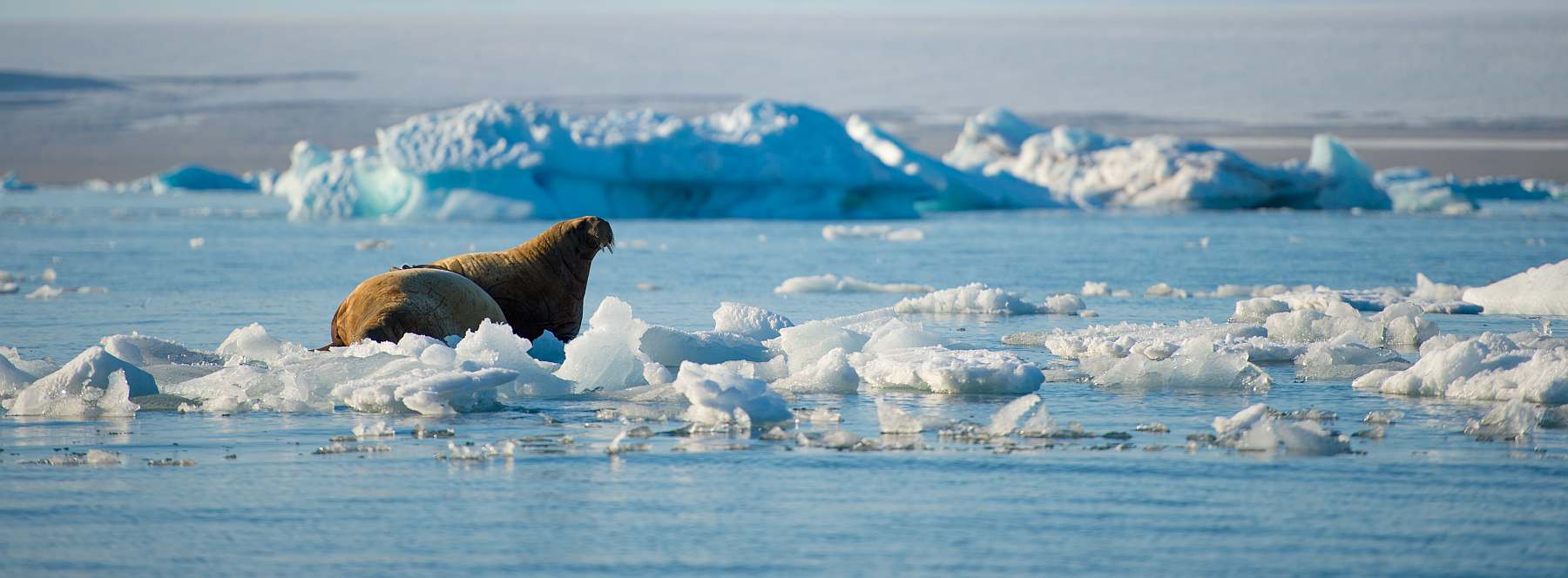 Around Spitsbergen, Kvitoya, August